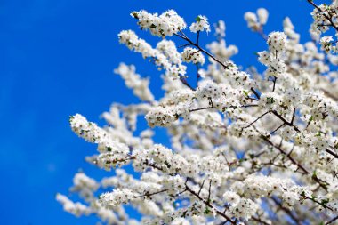 Bahar çiçekleri. Mavi gökyüzüne karşı çiçek açan kiraz dalları. Beyaz çiçek. Bahar arka planı. Kiraz çiçekleri.