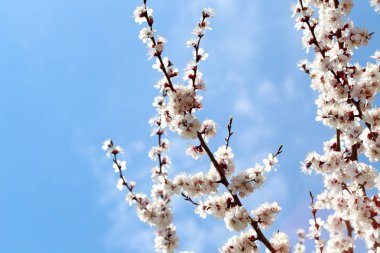 Bahar çiçekleri. Mavi gökyüzüne karşı çiçek açan kiraz dalları. Beyaz çiçek. Bahar arka planı. Kiraz çiçekleri.