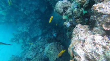 Kızıldeniz'in faunası. Birçok balık bir mercan resifi üzerinde yüzer. Berrak mavi suda balık dinamik video. Sualtı dünyasının güzel arka planı. Şnorkel, aktif dinlenme.