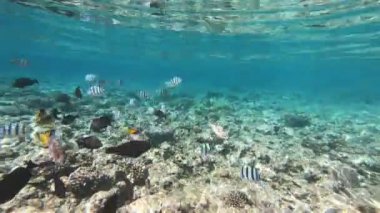Kızıldeniz'in faunası. Güzel gümüş balık pitoresk mercan resifi boyunca yüzer. Berrak mavi suda balık dinamik video. Şnorkel, aktif dinlenme.