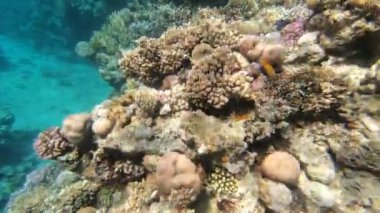 Kızıldeniz'in faunası. Güzel gümüş balık pitoresk mercan resifi boyunca yüzer. Berrak mavi suda balık dinamik video. Şnorkel, aktif dinlenme.
