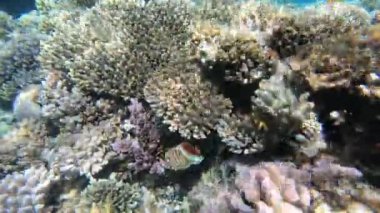 Kızıldeniz'in faunası. Güzel gümüş balık pitoresk mercan resifi boyunca yüzer. Berrak mavi suda balık dinamik video. Şnorkel, aktif dinlenme.