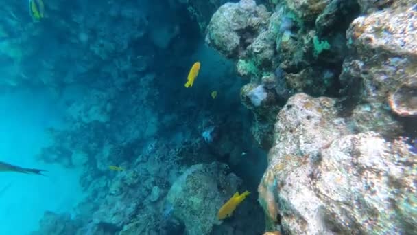 紅海の動物相多くの魚がサンゴ礁を泳いでいる 澄んだ青い水の魚のダイナミックなビデオ 水中世界の美しい背景 シュノーケリング アクティブな休息 — ストック動画