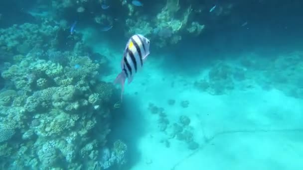 Fauna Mar Vermelho Belos Peixes Prateados Nadam Longo Pitoresco Recife — Vídeo de Stock