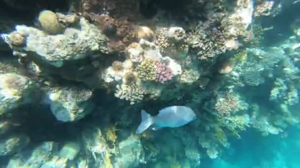 Fauna Mar Vermelho Belos Peixes Prateados Nadam Longo Pitoresco Recife — Vídeo de Stock