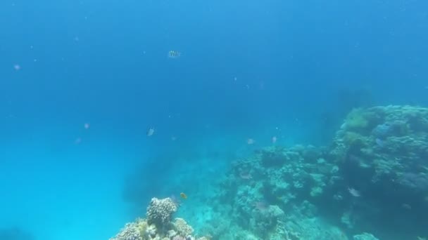 Fauna Mar Vermelho Belos Peixes Prateados Nadam Longo Pitoresco Recife — Vídeo de Stock