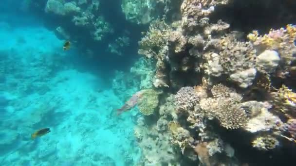 Фауна Червоного Моря Красива Срібна Риба Плаває Уздовж Мальовничого Коралового — стокове відео