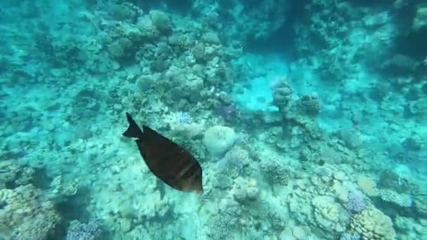 紅海の動物相美しい銀色の魚が美しいサンゴ礁に沿って泳ぎます 澄んだ青い水の魚のダイナミックなビデオ シュノーケリング アクティブな休息 — ストック動画