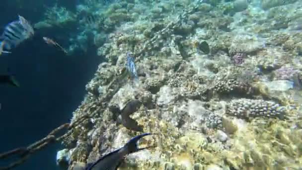 Faunan Röda Havet Vacker Silverfisk Simmar Längs Det Pittoreska Korallrevet — Stockvideo