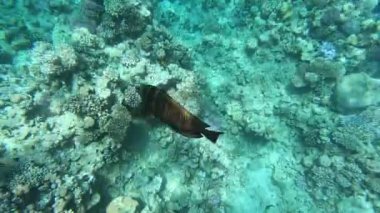 Kızıldeniz'in faunası. Güzel gümüş balık pitoresk mercan resifi boyunca yüzer. Berrak mavi suda balık dinamik video. Şnorkel, aktif dinlenme.