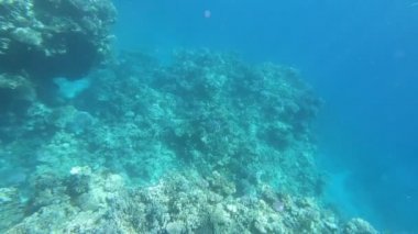 Kızıldeniz'in faunası. Güzel gümüş balık pitoresk mercan resifi boyunca yüzer. Berrak mavi suda balık dinamik video. Şnorkel, aktif dinlenme.