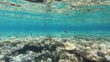 Kızıldeniz'in faunası. Güzel gümüş balık pitoresk mercan resifi boyunca yüzer. Berrak mavi suda balık dinamik video. Şnorkel, aktif dinlenme.