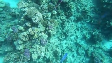 Kızıldeniz'in faunası. Güzel gümüş balık pitoresk mercan resifi boyunca yüzer. Berrak mavi suda balık dinamik video. Şnorkel, aktif dinlenme.