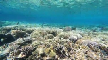 Kızıldeniz'in faunası. Güzel gümüş balık pitoresk mercan resifi boyunca yüzer. Berrak mavi suda balık dinamik video. Şnorkel, aktif dinlenme.