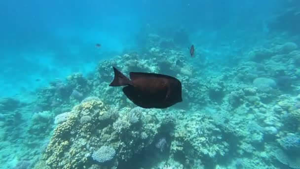 Faunan Röda Havet Vacker Silverfisk Simmar Längs Det Pittoreska Korallrevet — Stockvideo