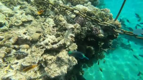 Faunan Röda Havet Vacker Silverfisk Simmar Längs Det Pittoreska Korallrevet — Stockvideo