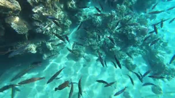Faune Mer Rouge Beaux Poissons Argentés Nagent Long Pittoresque Récif — Video