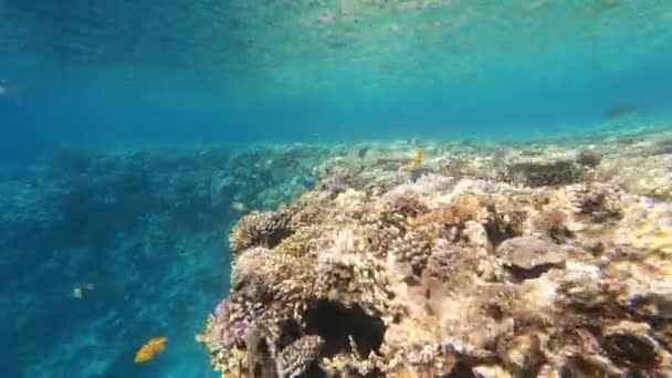 Fauna Morza Czerwonego Piękne Srebrne Ryby Pływa Wzdłuż Malowniczej Rafy — Wideo stockowe