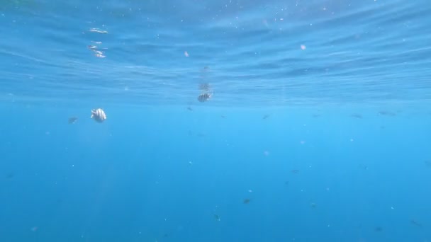紅海の動物相美しい銀色の魚が美しいサンゴ礁に沿って泳ぎます 澄んだ青い水の魚のダイナミックなビデオ シュノーケリング アクティブな休息 — ストック動画