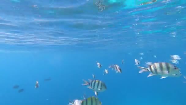 Fauna Red Sea Beautiful Silver Fish Swims Picturesque Coral Reef — Stock Video