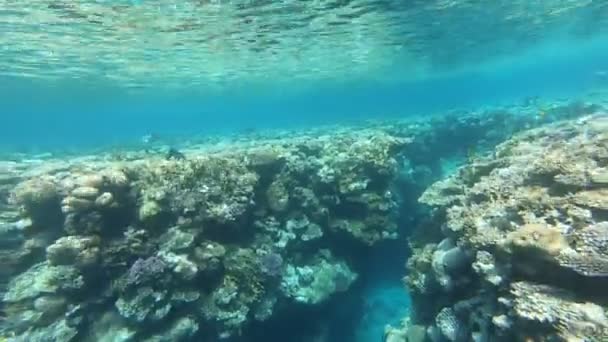 Fauna Mar Vermelho Belos Peixes Prateados Nadam Longo Pitoresco Recife — Vídeo de Stock