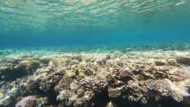 紅海の動物相美しい銀色の魚が美しいサンゴ礁に沿って泳ぎます 澄んだ青い水の魚のダイナミックなビデオ シュノーケリング アクティブな休息 — ストック動画