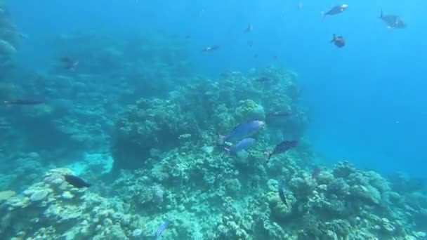 Die Fauna Des Roten Meeres Schöne Silberfische Schwimmen Entlang Des — Stockvideo