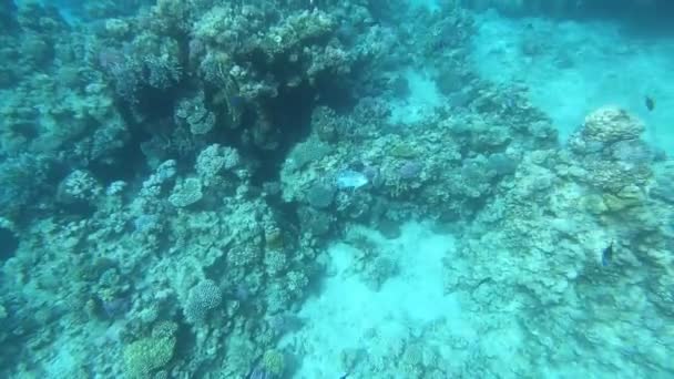 Fauna Van Rode Zee Prachtige Zilveren Vis Zwemt Langs Het — Stockvideo