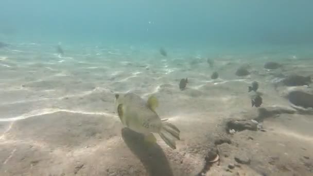 Fauna Rudého Moře Podél Malebného Korálového Útesu Plaví Krásná Stříbrná — Stock video