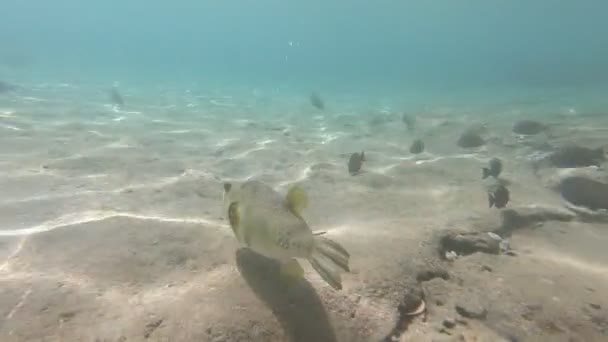 Fauna Mar Vermelho Belos Peixes Prateados Nadam Longo Pitoresco Recife — Vídeo de Stock