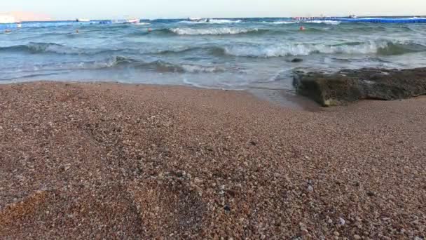 Fauna Red Sea Beautiful Silver Fish Swims Picturesque Coral Reef — Stock Video