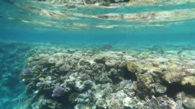 Kızıldeniz'in faunası. Birçok balık bir mercan resifi üzerinde yüzer. Berrak mavi suda balık dinamik video. Sualtı dünyasının güzel arka planı. Şnorkel, aktif dinlenme.