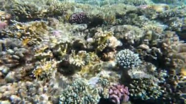 Çizgiyi kır. Statik video güzel dalgalar kıyıda kırmak. Kayalar ve kum. Mısır, Kızıldeniz.