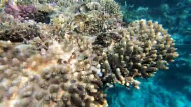 Kızıldeniz'in faunası. Güzel gümüş balık pitoresk mercan resifi boyunca yüzer. Berrak mavi suda balık dinamik video. Şnorkel, aktif dinlenme.