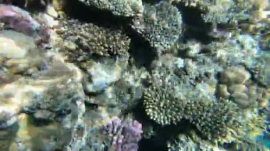 Kızıldeniz'in faunası. Güzel gümüş balık pitoresk mercan resifi boyunca yüzer. Berrak mavi suda balık dinamik video. Şnorkel, aktif dinlenme.