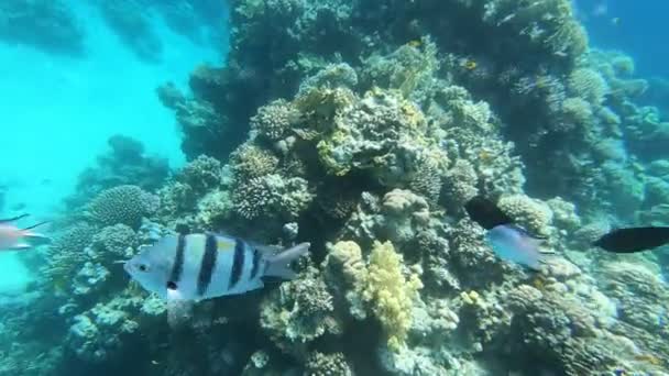 紅海の動物相美しい銀色の魚が美しいサンゴ礁に沿って泳ぎます 澄んだ青い水の魚のダイナミックなビデオ シュノーケリング アクティブな休息 — ストック動画