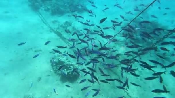 홍해의 동물군 아름다운 은물고기가 산호초를 수영합니다 물에서 물고기의 비디오입니다 스노클링 — 비디오