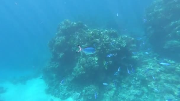 Fauna Del Mar Rojo Muchos Peces Nadan Sobre Arrecife Coral — Vídeos de Stock