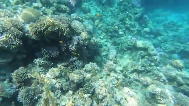 Fauna Mar Vermelho Belos Peixes Prateados Nadam Longo Pitoresco Recife — Vídeo de Stock