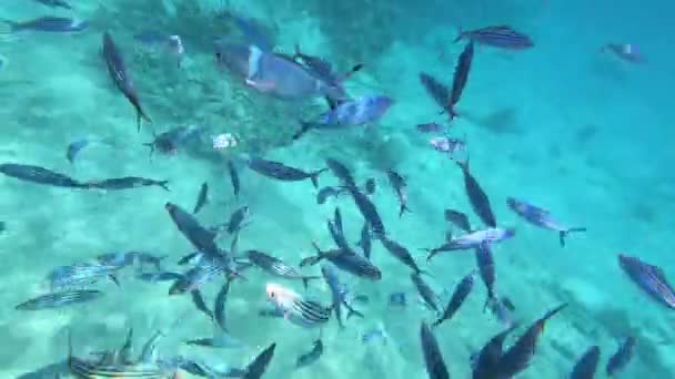 红海的动物群 美丽的银鱼沿着风景如画的珊瑚礁游泳 鱼在清澈的蓝水中的动态视频 主动休息 — 图库视频影像