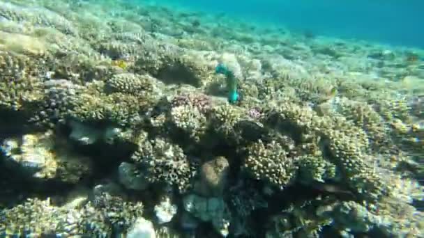 红海的动物群 美丽的银鱼沿着风景如画的珊瑚礁游泳 鱼在清澈的蓝水中的动态视频 主动休息 — 图库视频影像