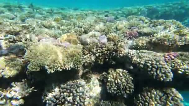 紅海の動物相美しい銀色の魚が美しいサンゴ礁に沿って泳ぎます 澄んだ青い水の魚のダイナミックなビデオ シュノーケリング アクティブな休息 — ストック動画