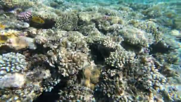 红海的动物群 美丽的银鱼沿着风景如画的珊瑚礁游泳 鱼在清澈的蓝水中的动态视频 主动休息 — 图库视频影像