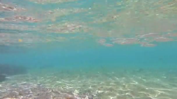 Fauna Del Mar Rosso Bellissimo Pesce Argentato Nuota Lungo Pittoresca — Video Stock