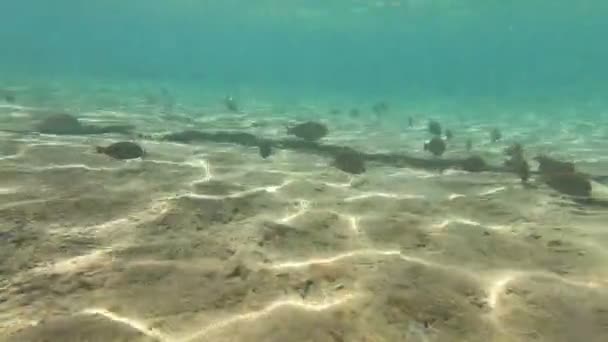 Fauna Mar Vermelho Belos Peixes Prateados Nadam Longo Pitoresco Recife — Vídeo de Stock