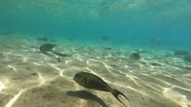 Fauna Mar Vermelho Belos Peixes Prateados Nadam Longo Pitoresco Recife — Vídeo de Stock