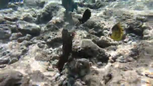 Фауна Красного Моря Прекрасная Серебряная Рыба Плавает Вдоль Живописного Кораллового — стоковое видео