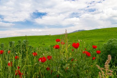 Haşhaş Batan güneşin ışınları nda haşhaş güzel çiçekli çayır. Yeşil çimenlerde çiçek açan kırmızı haşhaş çiçekleri. Güzel ilkbahar ve yaz doğal arka plan.