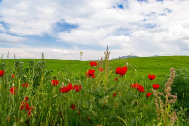 Haşhaş Batan güneşin ışınları nda haşhaş güzel çiçekli çayır. Yeşil çimenlerde çiçek açan kırmızı haşhaş çiçekleri. Güzel ilkbahar ve yaz doğal arka plan.
