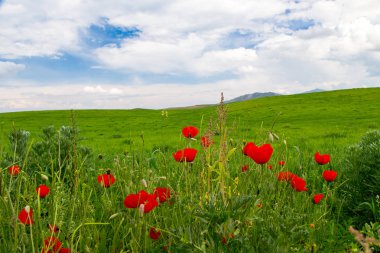 Haşhaş Batan güneşin ışınları nda haşhaş güzel çiçekli çayır. Yeşil çimenlerde çiçek açan kırmızı haşhaş çiçekleri. Güzel ilkbahar ve yaz doğal arka plan.